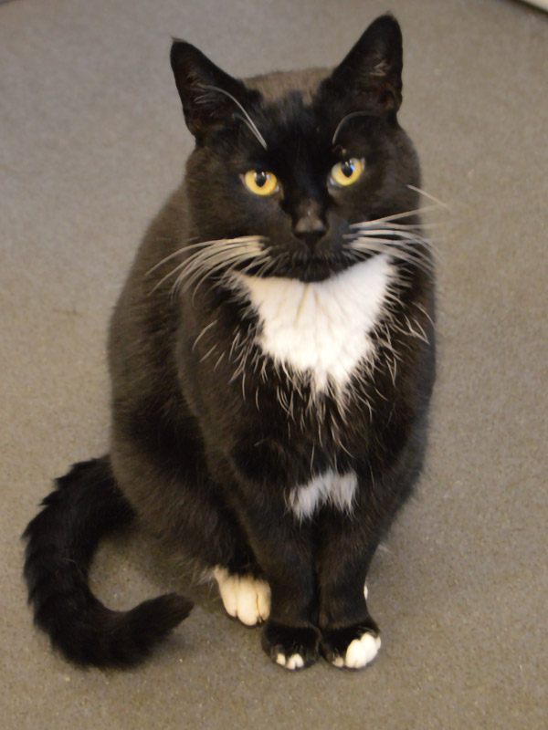 William the Chapel Cat